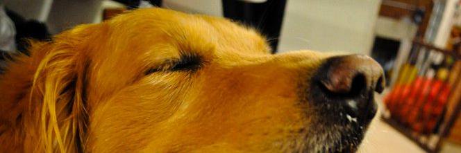 smile_adap's profile banner image