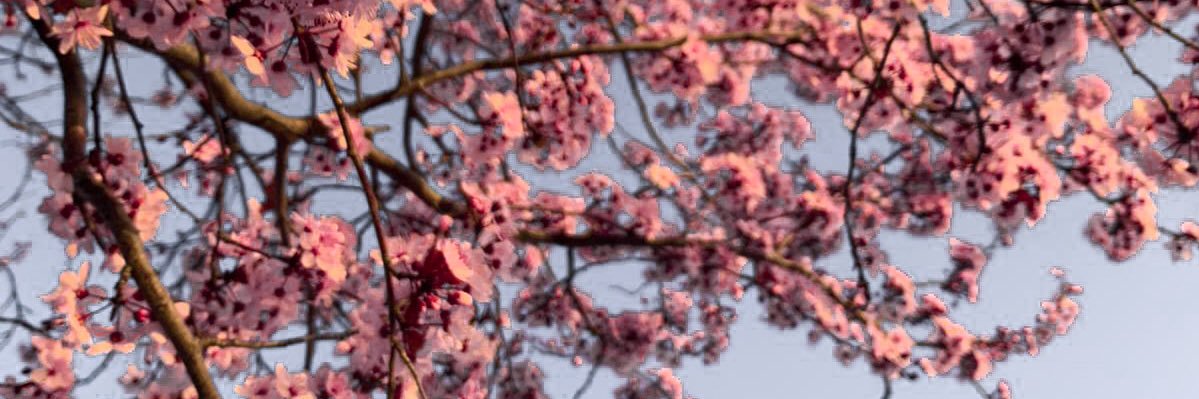Annforfriends's profile banner image