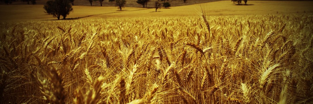 Bioenergy Australia banner