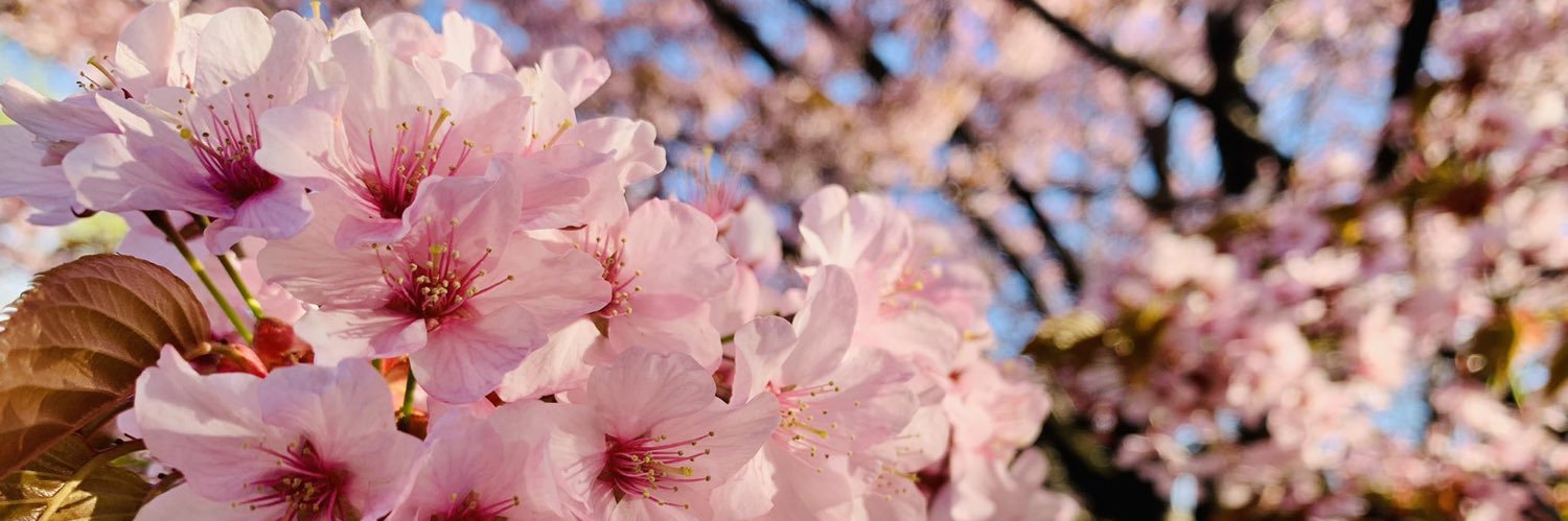 back_Nanasan's profile banner image