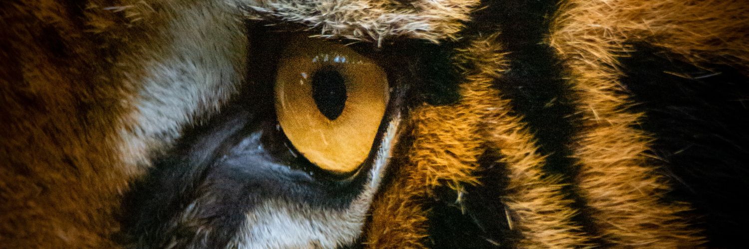Fpaschalgbenga's profile banner image