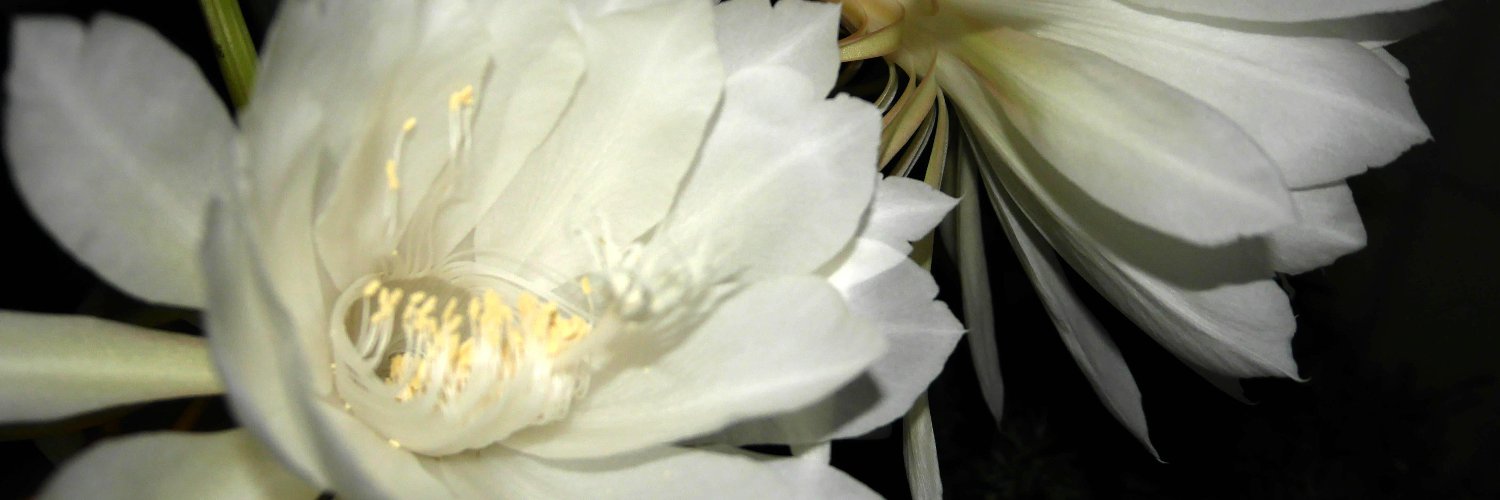 osada14444's profile banner image