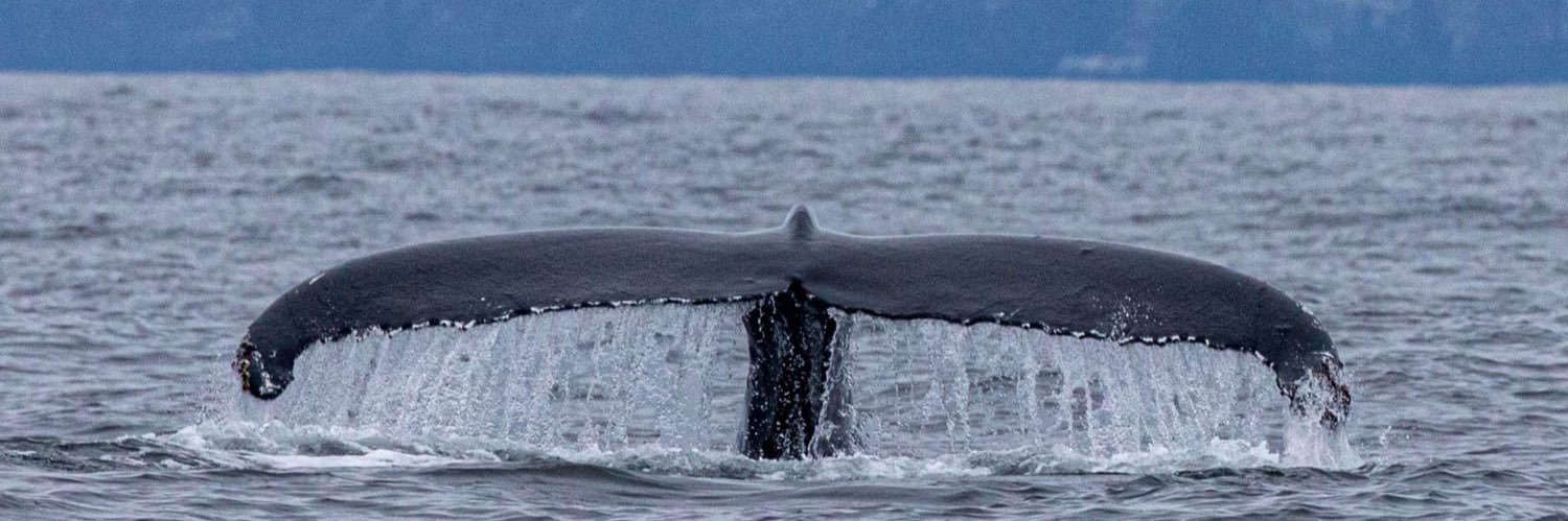Dingle_Bay's profile banner image