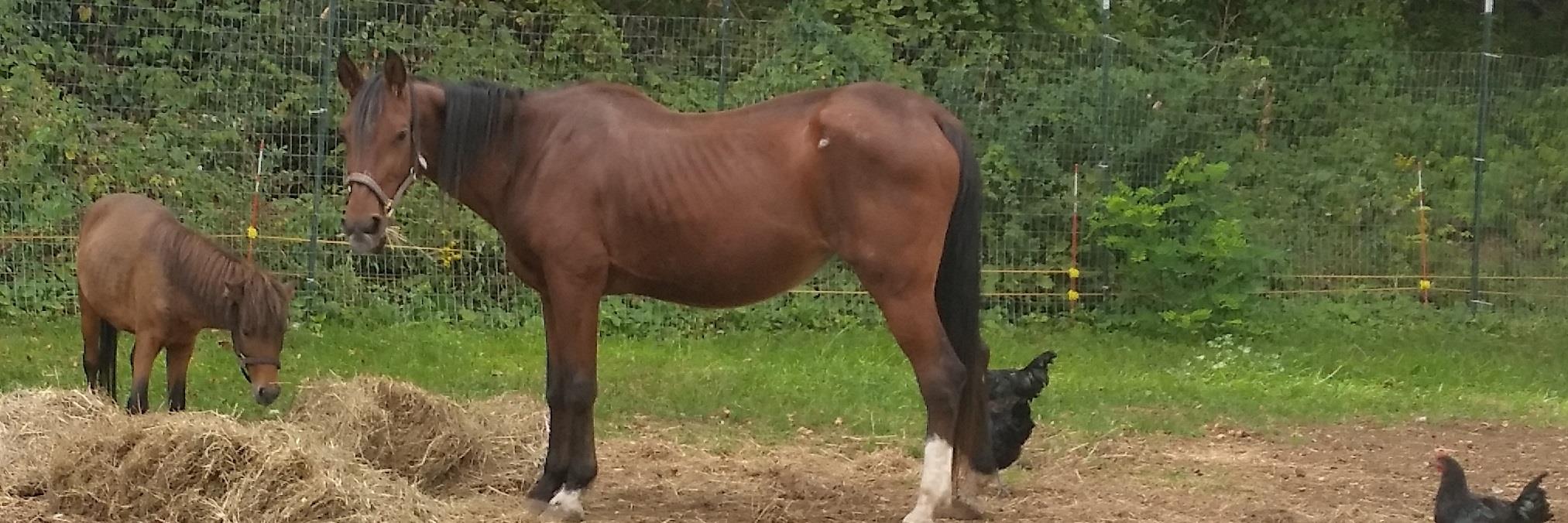 equine_rescue's profile banner image