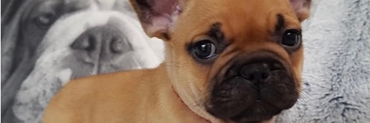 𝕄ℕ𝔻𝕄 🫦 banner