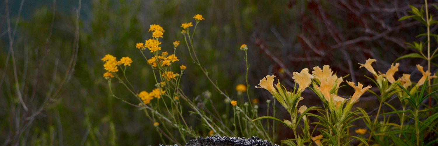 Via_Lido's profile banner image