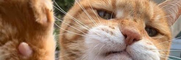 xiaomeiyz Profile Banner