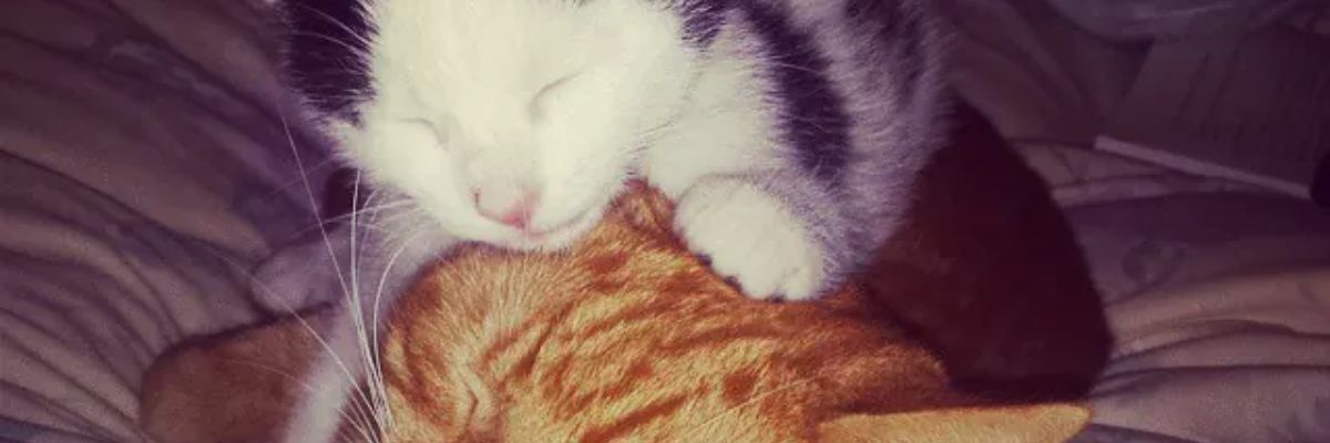 thesunchild97's profile banner image