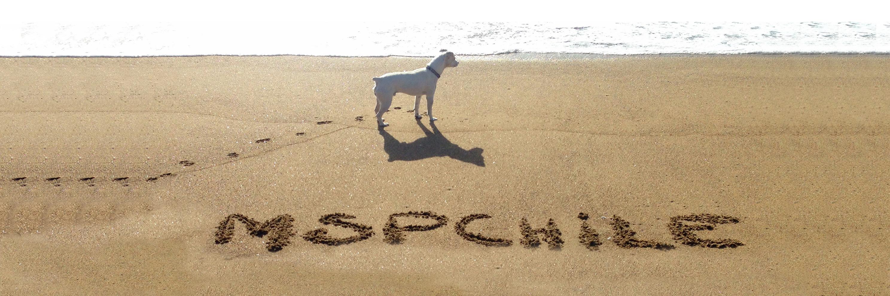 MspChile's profile banner image