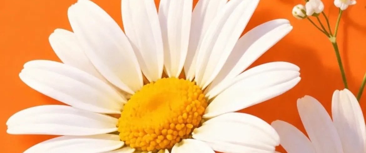 _amillisol_sol_'s profile banner image