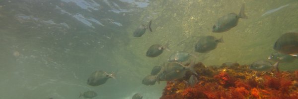 Neurensano Profile Banner