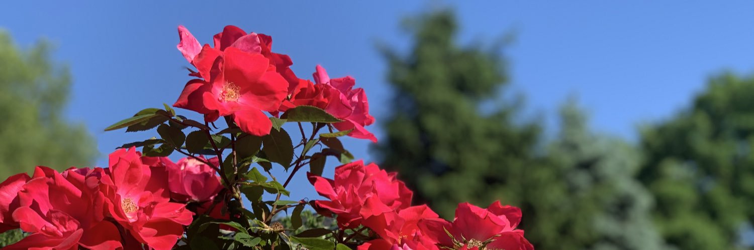 Dr. Shani Horowitz-Rozen banner