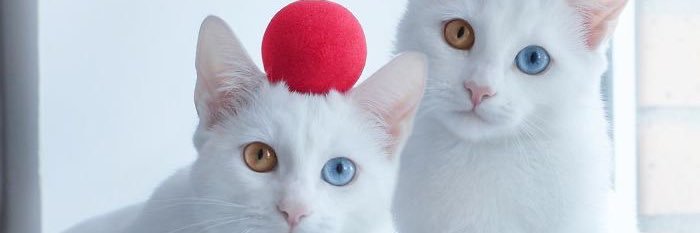 gom1kzz's profile banner image