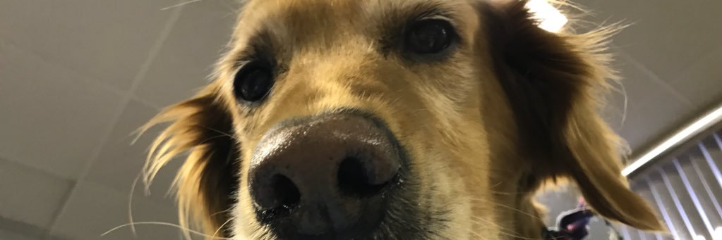 lisamcalpine's profile banner image