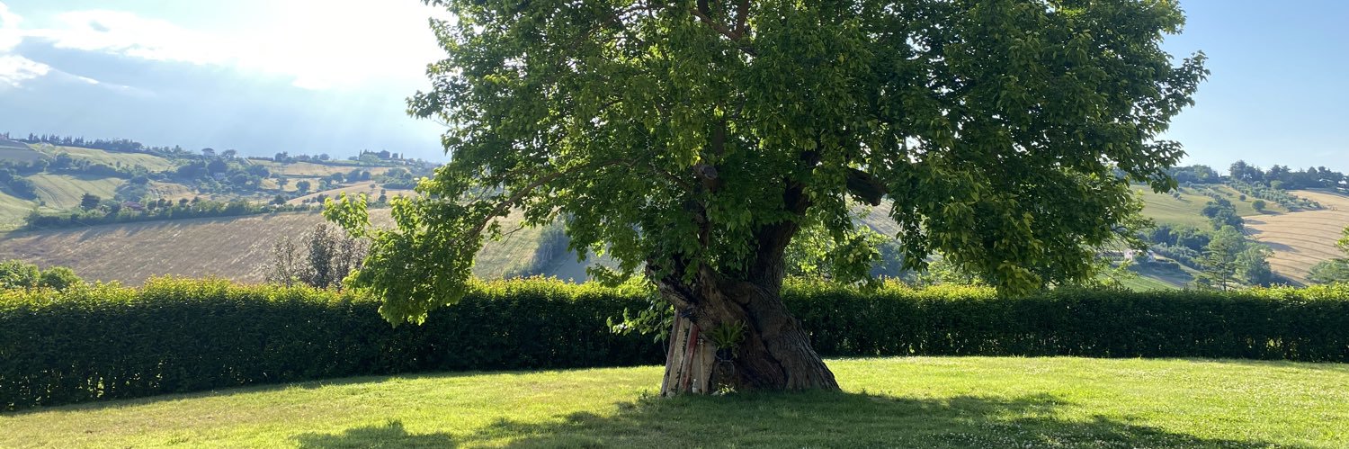 Brenda Barnini banner