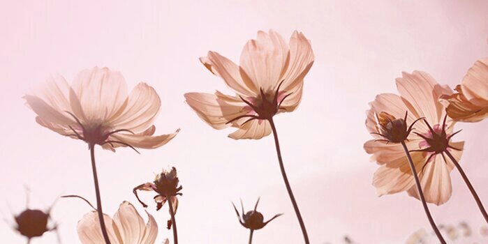 frillss's profile banner image
