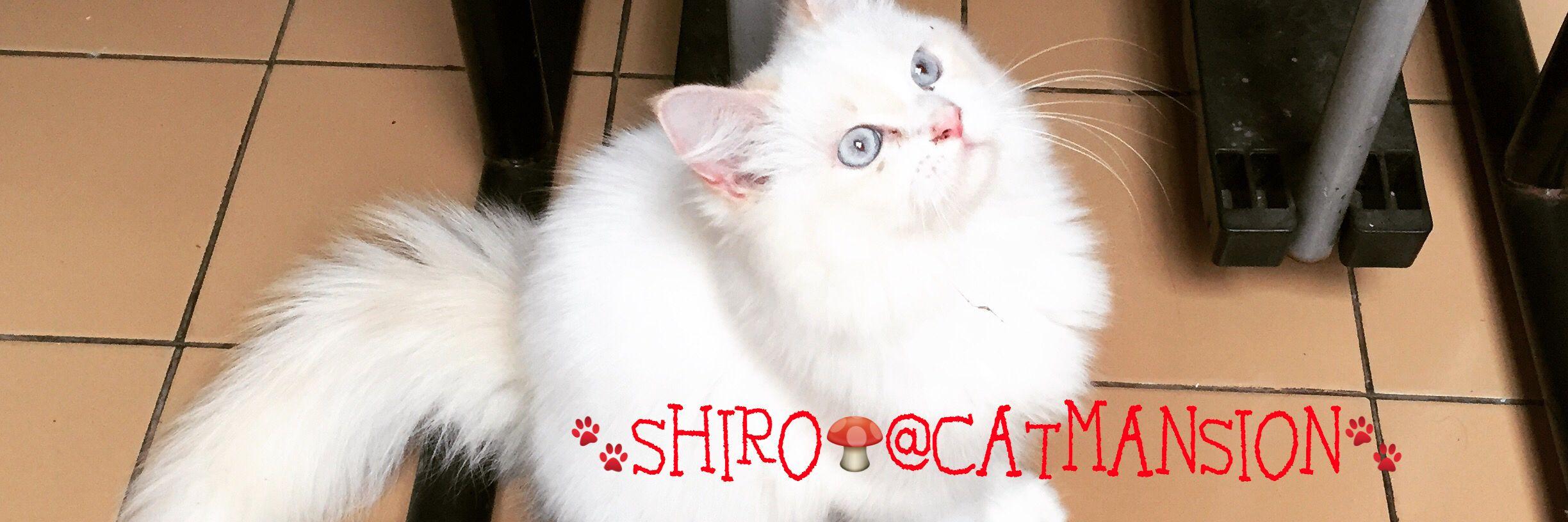 MEOWCATCLUB's profile banner image