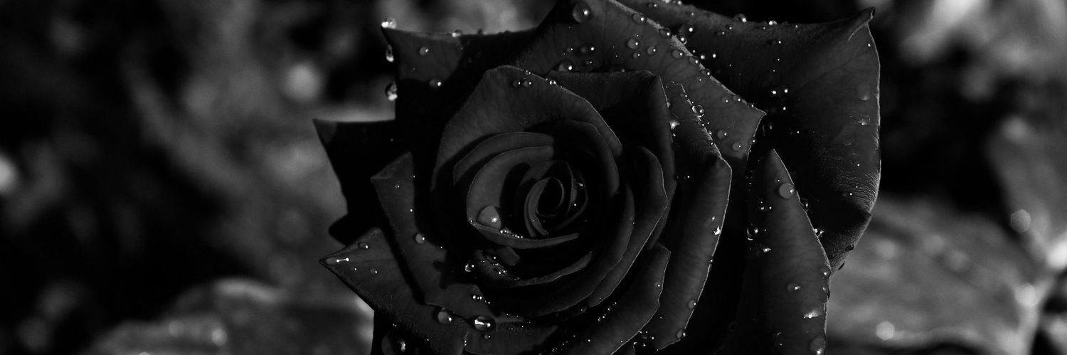 zh3ngli's profile banner image
