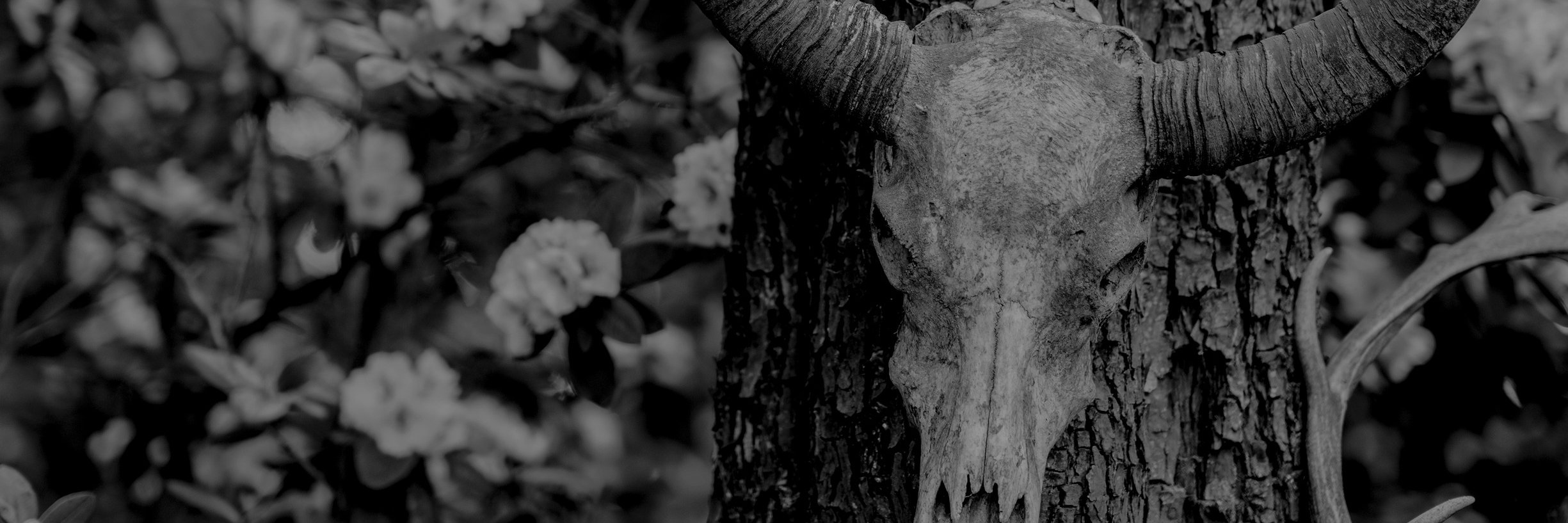 aemperatrix's profile banner image