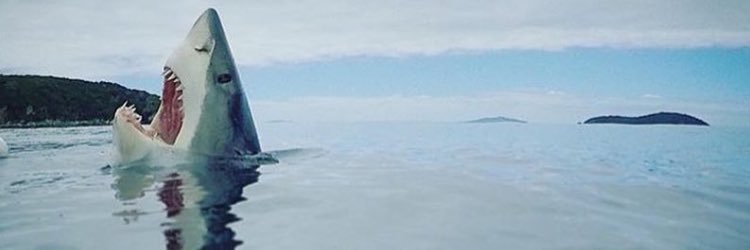 chebukyon's profile banner image