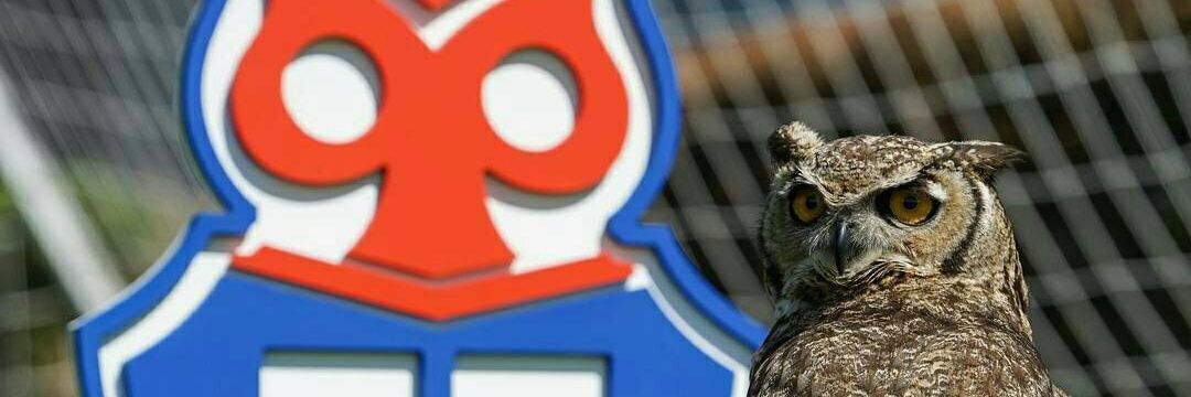 pichubast's profile banner image