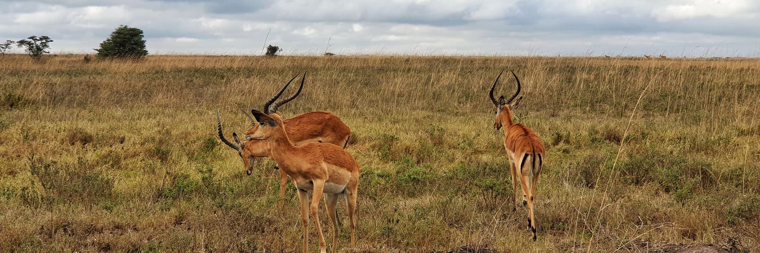 Albert Epitíe Dyowe Roig, PhD banner
