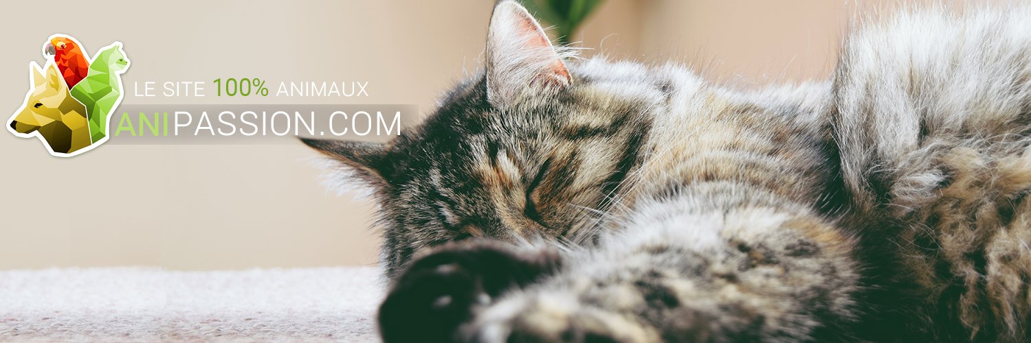 anipassion_fr's profile banner image