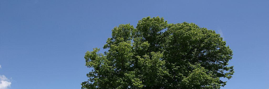 BellaStanberry's profile banner image