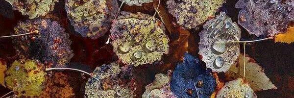 melis_sedef_2's profile banner image