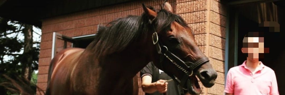IKKO🐴DOMOTO's banner