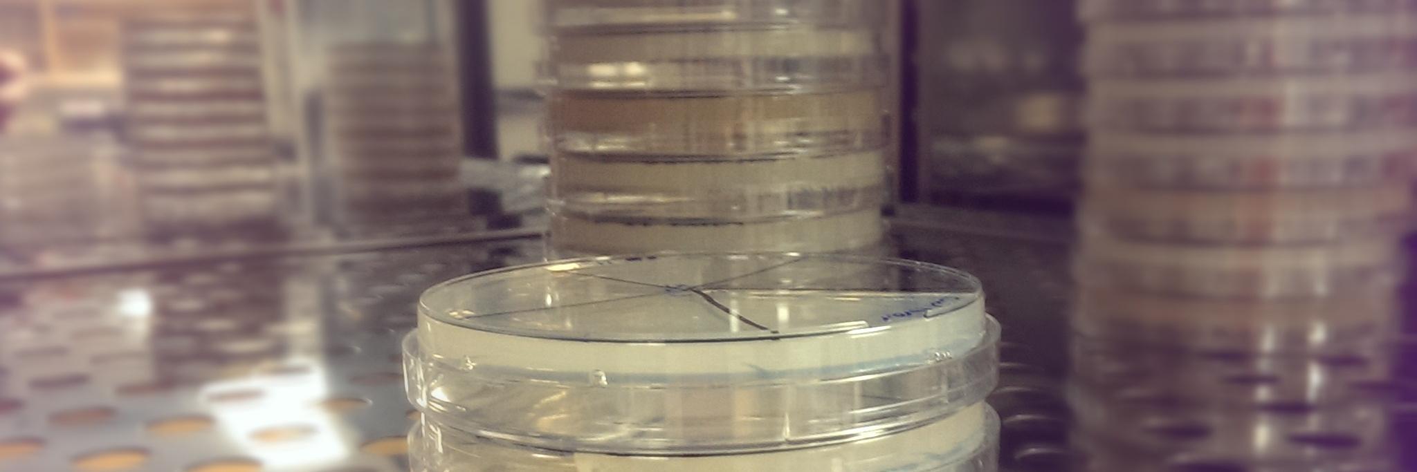 SarahMicrobio's profile banner image