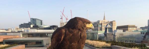 HachetteHawk's profile banner image