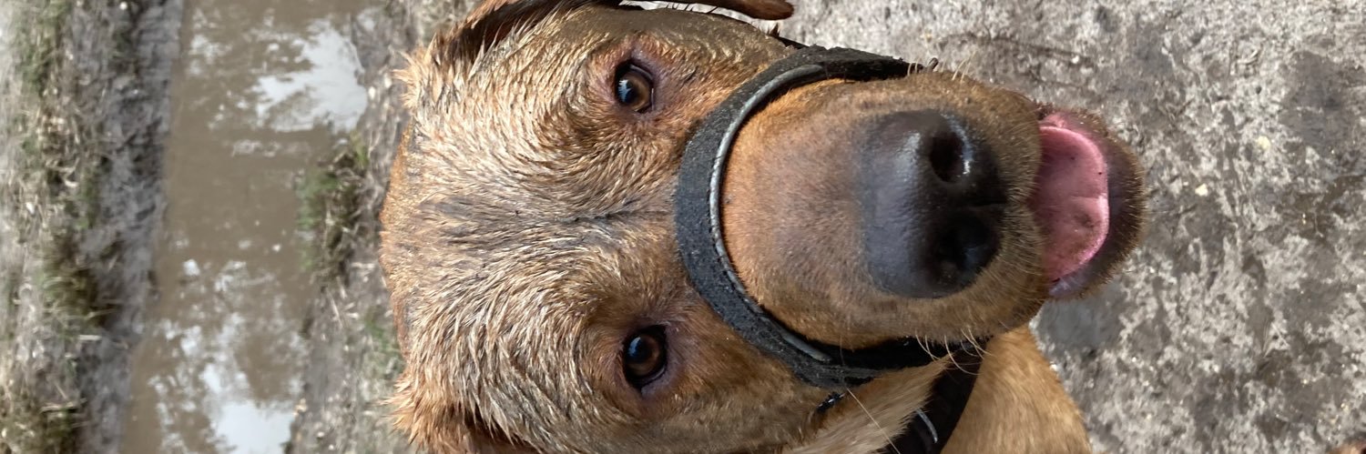 Tracey feltham banner