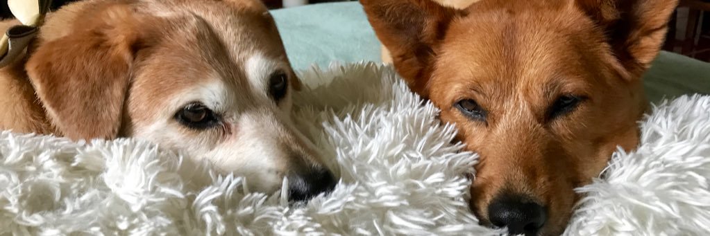 amyramsaywood's profile banner image