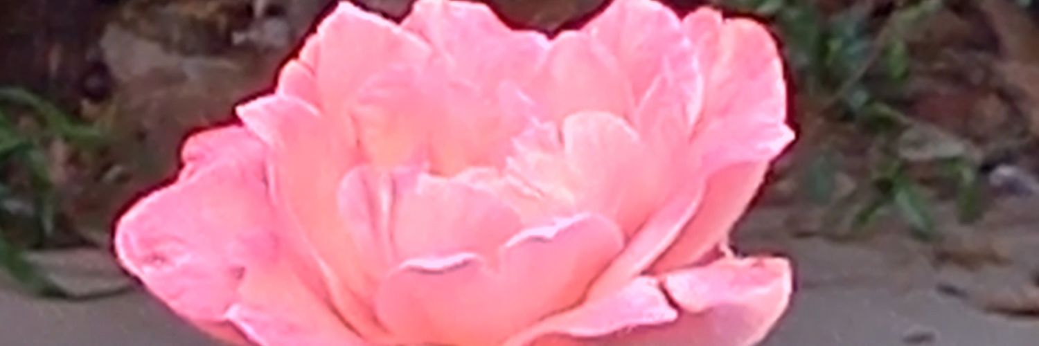 troche_s's profile banner image