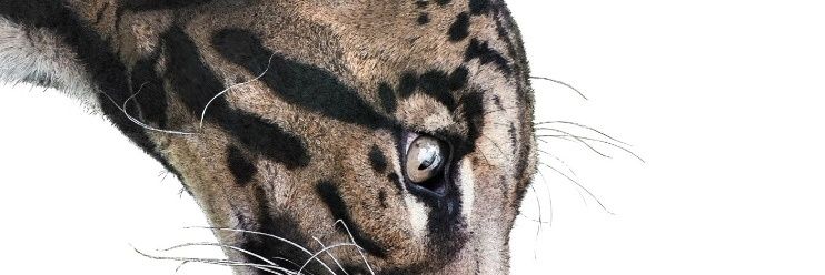 Jokuvi7's profile banner image