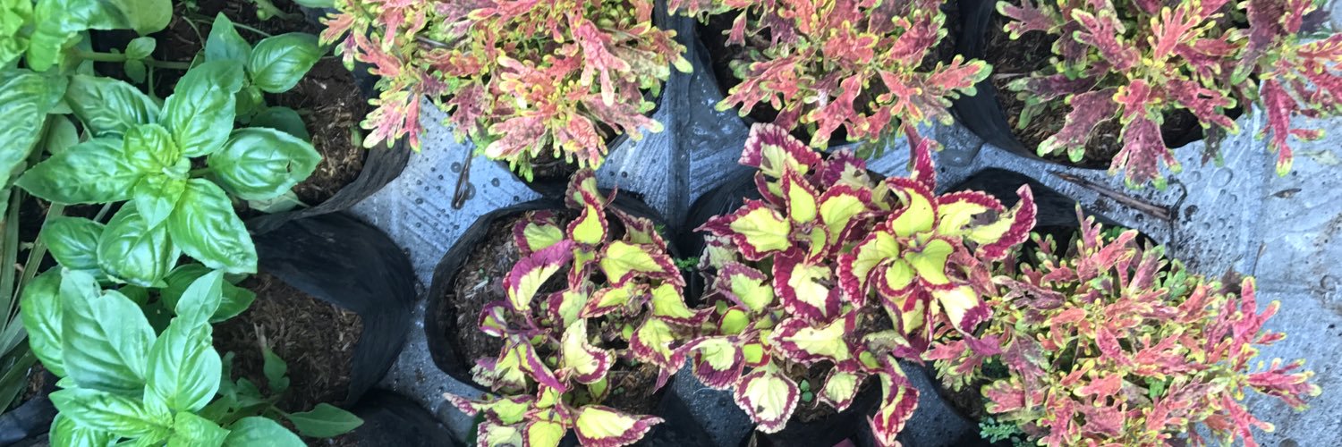 ricabolipata's profile banner image