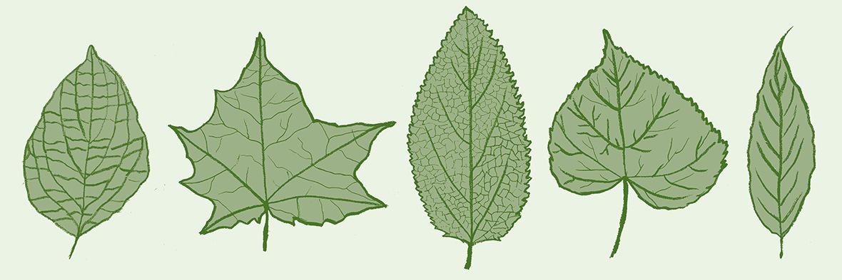 BeaShireen's profile banner image