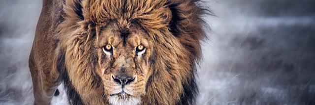 Courtland_'s profile banner image