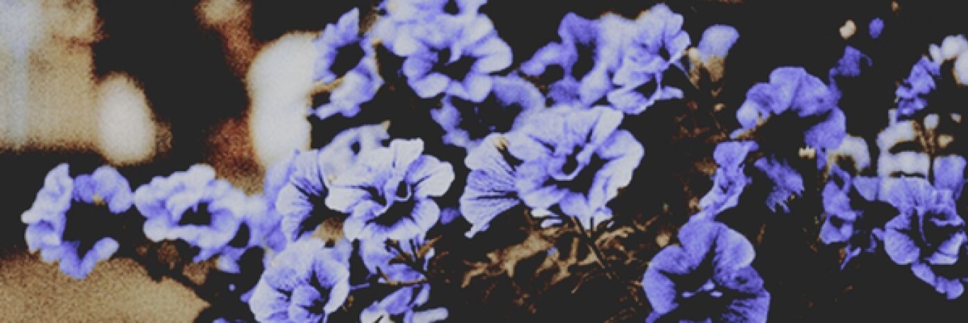 blueb_muffin's profile banner image