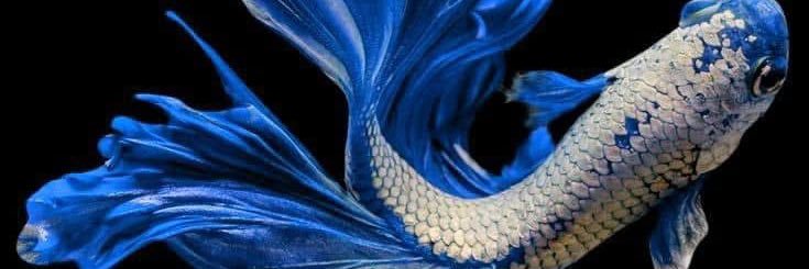 The 13th Disciple banner