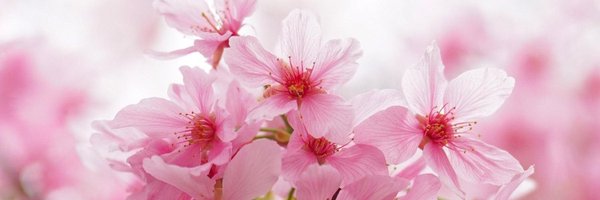 chingsao Profile Banner