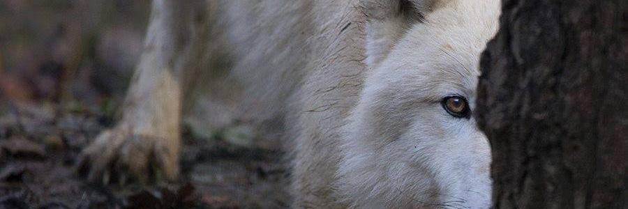 wolf_alphawolf's profile banner image