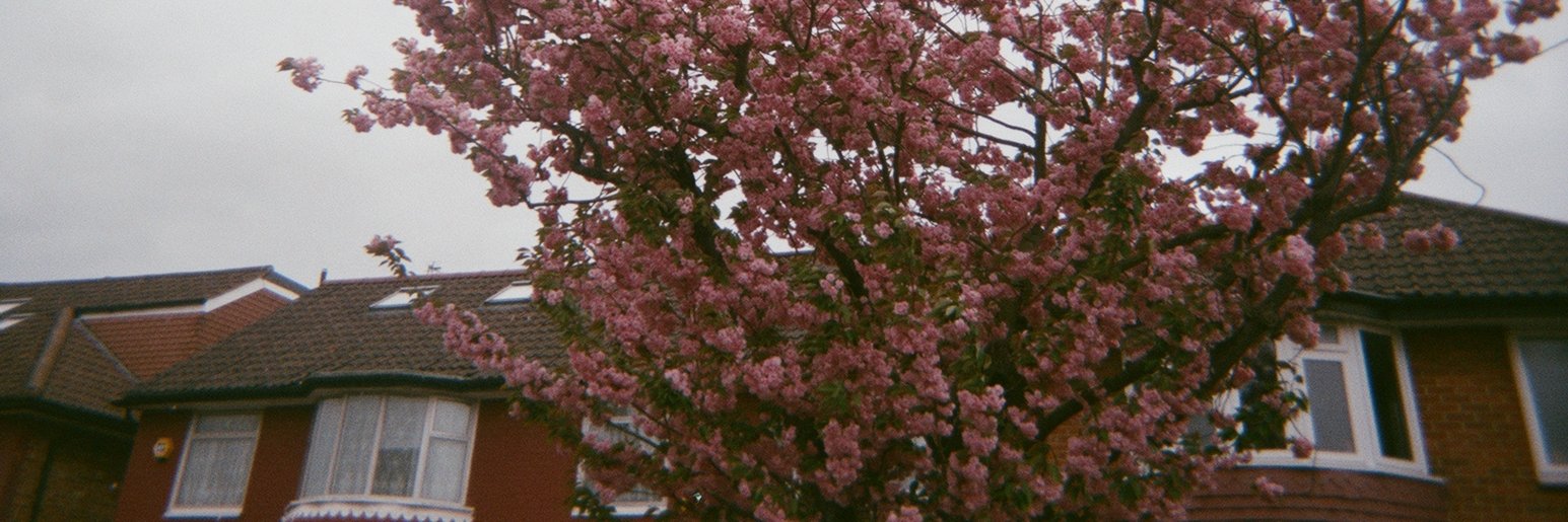 TreeHôuse 🏡 banner