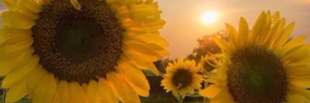 KentuckyKernel's profile banner image