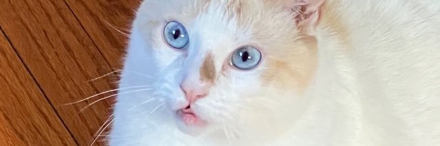 ThatKidPeteyPo's profile banner image