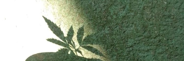 _bruuescodells's profile banner image