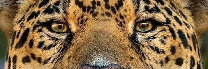 Luis Alberto Cid 🛡️ banner