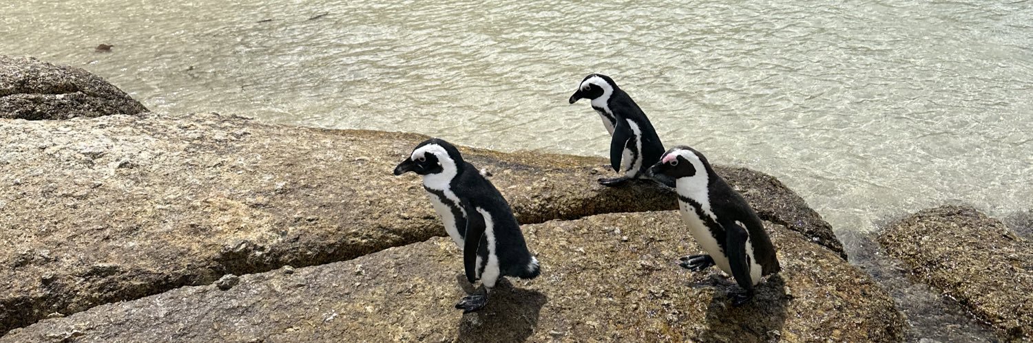 ペンギンデザイン🐧 | webデザイナー banner