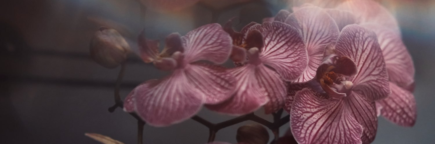 palaciosinese's profile banner image